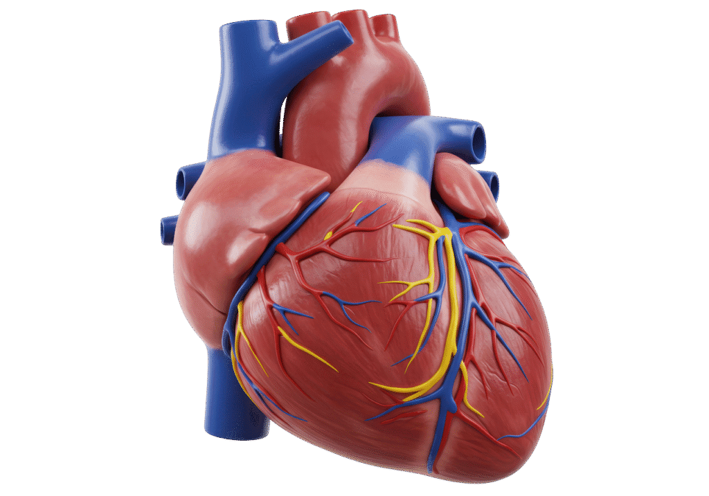 Coronary heart disease heart model.