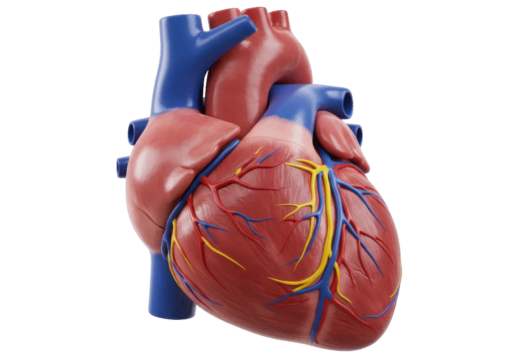 Coronary heart disease heart model.