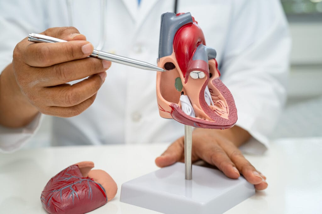 Cardiologist explaining heart failure diagnosis using a heart model.